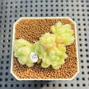 Sedum Hintonii 2" Succulent Plant Cutting