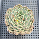 Echeveria sp. 2"-3" Succulent Plant