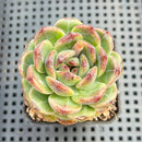 Echeveria Hybrid sp. 2" Succulent Plant