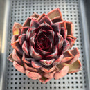 Echeveria 'Pink Honey' 3"-4" Succulent Plant