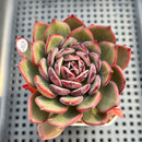 Echeveria 'Secret Garden' 3" Succulent Plant