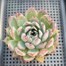 Echeveria Colorata Hybrid 3" Succulent Plant