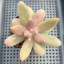 Pachysedum 'Ganzhou' 2"-3" Succulent Plant
