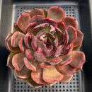 Echeveria 'Dark Maple' 4"-5" Large Succulent Plant