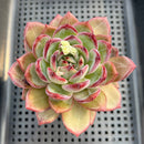 Echeveria 'Red Solar' 3" Succulent Plant