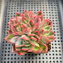 Echeveria 'Bradley' 3" Succulent Plant
