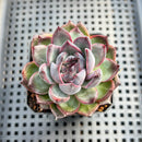 Echeveria 'Black Bear' 3" Succulent Plant