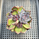 Echeveria 'Black Bear' 3" Succulent Plant