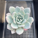 Echeveria 'Ivory' 3" Succulent Plant