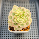 Sedeveria 'Rolly' Variegated 2"-3" Succulent Plant