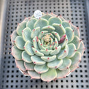 Echeveria 'Black Nail' 2" Succulent Plant