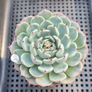 Echeveria 'Black Nail' 2" Succulent Plant