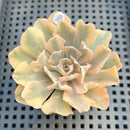 Echeveria 'Saffron' Variegated 2"-3" Succulent Plant