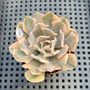Echeveria 'Saffron' Variegated 2"-3" Succulent Plant