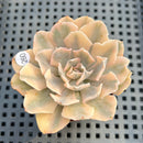 Echeveria 'Saffron' Variegated 2"-3" Succulent Plant