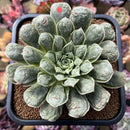 Echeveria Longissima Heavily Carunculated 4"-5 Succulent Plant