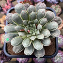 Echeveria Longissima Heavily Carunculated 4"-5 Succulent Plant