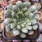 Echeveria Longissima Heavily Carunculated 4"-5 Succulent Plant