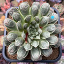 Echeveria Longissima Heavily Carunculated 4"-5 Succulent Plant