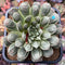 Echeveria Longissima Heavily Carunculated 4"-5 Succulent Plant