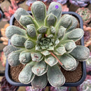 Echeveria Longissima Heavily Carunculated 4"-5 Succulent Plant