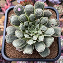 Echeveria Longissima Heavily Carunculated 4"-5 Succulent Plant