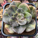 Echeveria 'Blue Metal' Variegated 4"-5" Succulent Plant Cutting
