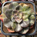 Echeveria 'Blue Metal' Variegated 5"-6" Succulent Plant Cutting