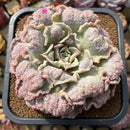 Echeveria 'Madiba' Highly Carunculated 6" Succulent Plant Cutting