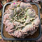 Echeveria 'Madiba' Highly Carunculated 6" Succulent Plant Cutting