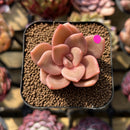 Echeveria 'Red Lips' (Xichuensis Hybrid) 1"-2" Succulent Plant Cutting