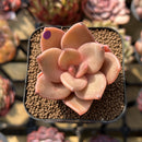 Echeveria 'Red Lips' (Xichuensis Hybrid) 1"-2" Succulent Plant Cutting