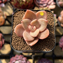 Echeveria 'Red Lips' (Xichuensis Hybrid) 1"-2" Succulent Plant Cutting