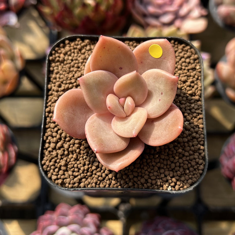 red lips succulent plant Echeveria 'Red Lips' (Xichuensis Hybrid) 1"-2" Succulent Plant Cutting