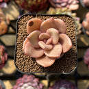 Echeveria 'Red Lips' (Xichuensis Hybrid) 1"-2" Succulent Plant Cutting