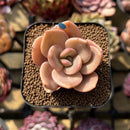 Echeveria 'Red Lips' (Xichuensis Hybrid) 1"-2" Succulent Plant Cutting