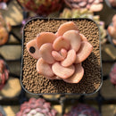 Echeveria 'Red Lips' (Xichuensis Hybrid) 1"-2" Succulent Plant Cutting