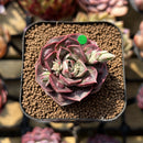 Echeveria 'Mohican' Carunculated 2" Succulent Plant Cutting