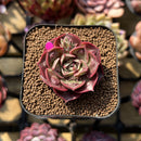 Echeveria 'Mohican' Carunculated 2" Succulent Plant Cutting