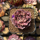 Echeveria 'Mohican' Carunculated 2" Succulent Plant Cutting
