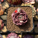 Echeveria 'Mohican' Carunculated 2" Succulent Plant Cutting