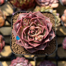 Echeveria 'Mohican' Carunculated 2" Succulent Plant Cutting