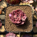 Echeveria 'Mohican' Carunculated 2" Succulent Plant Cutting