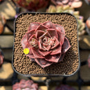 Echeveria 'Mohican' Carunculated 2" Succulent Plant Cutting