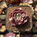 Echeveria 'Mohican' Carunculated 2" Succulent Plant Cutting