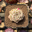 Echeveria 'Sea King' 2" Seed-Grown Succulent Plant Cutting