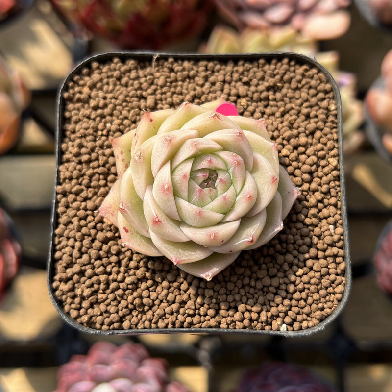 succulent king Echeveria 'Sea King' 2