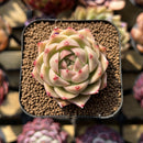 Echeveria 'Sea King' 2" Seed-Grown Succulent Plant Cutting
