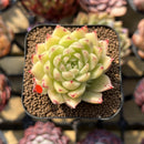Echeveria 'Sea King' 2" Seed-Grown Succulent Plant Cutting