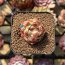 Echeveria 'Sea King' 2" Seed-Grown Succulent Plant Cutting